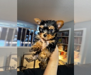 Yorkshire Terrier Puppy for Sale in PORTLAND, Oregon USA