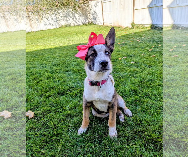 Medium Photo #13 Mutt Puppy For Sale in Sandy, UT, USA