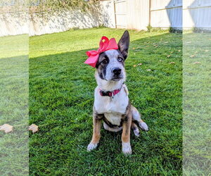 Adley Rae - Female Mutt Dog for Adoption - Photo #13