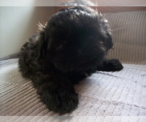 Shih Tzu Puppy for sale in S ZANESVILLE, OH, USA