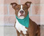 Small #1 American Staffordshire Terrier Mix