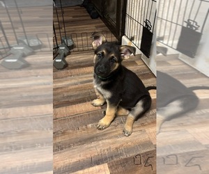 German Shepherd Dog Puppy for sale in SACRAMENTO, CA, USA