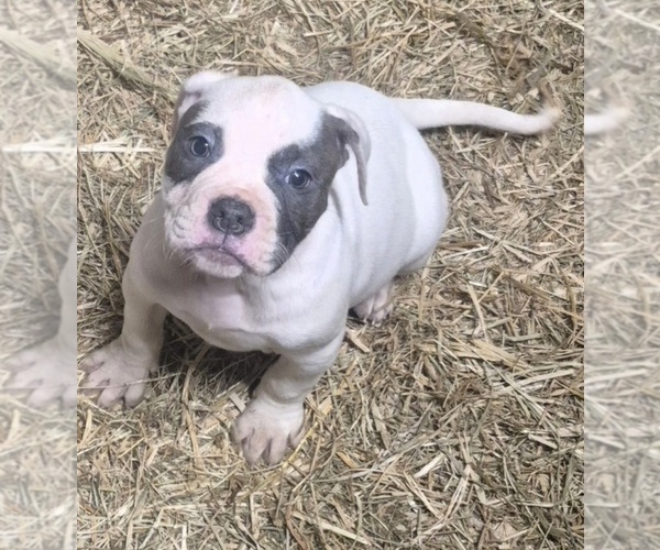 Medium Photo #1 American Bulldog Puppy For Sale in JASPER, GA, USA