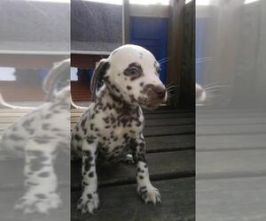 Dalmatian Puppy for sale in SOUTH BEND, IN, USA
