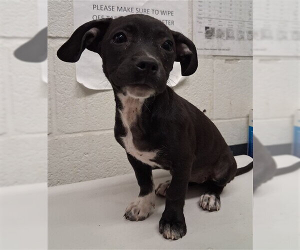 Medium Photo #1 Mutt Puppy For Sale in Chula Vista, CA, USA
