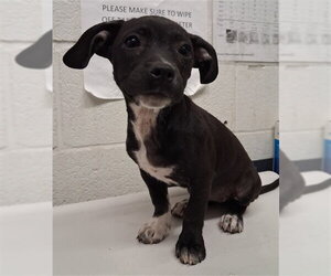 Mutt Dogs for adoption in Chula Vista, CA, USA