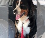 Small Photo #1 Bernese Mountain Dog Puppy For Sale in FLEMING ISLAND, FL, USA