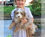 Small #2 Bernedoodle (Miniature)