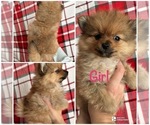 Puppy Puppy 3 Moose Pomeranian