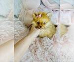 Small Pomeranian