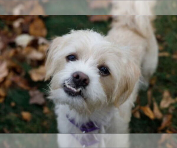 Medium Photo #10 Maltipoo Puppy For Sale in Princeton, MN, USA