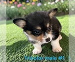Small #1 Pembroke Welsh Corgi