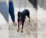 Small German Shepherd Dog