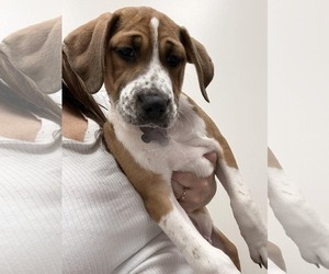 Mutt Dogs for adoption in Holly Springs, NC, USA