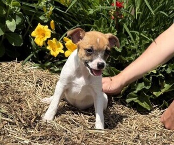 Medium Photo #1 Jack Russell Terrier Puppy For Sale in THORP, WI, USA