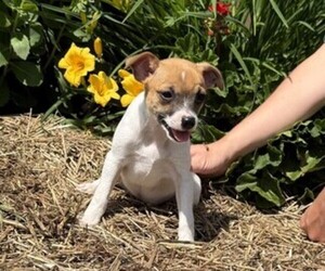 Medium Jack Russell Terrier