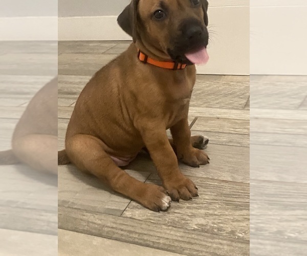 Medium Photo #10 Rhodesian Ridgeback Puppy For Sale in KELLER, TX, USA
