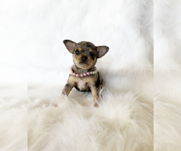 Medium Photo #8 Chihuahua Puppy For Sale in SACRAMENTO, CA, USA