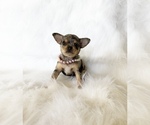 Small #7 Chihuahua