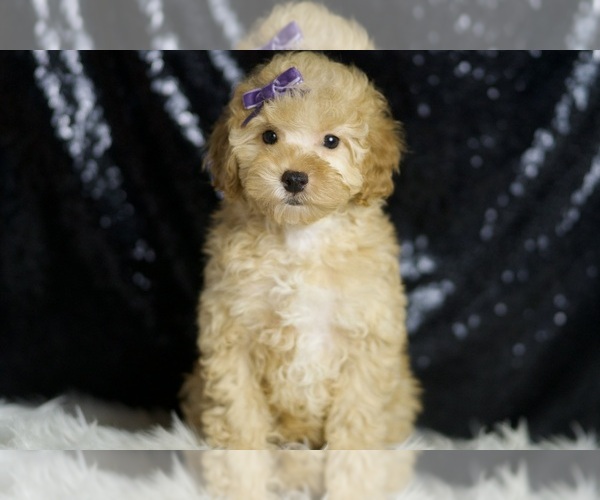Medium Photo #5 Poodle (Toy) Puppy For Sale in WARSAW, IN, USA