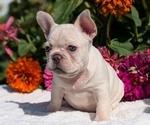 Small #7 French Bulldog