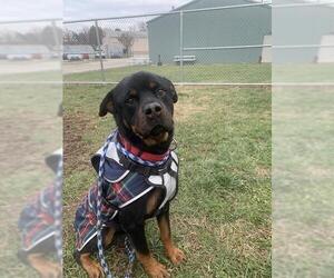 Rottweiler Dogs for adoption in Louisville, KY, USA