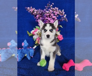 Siberian Husky Puppy for sale in NEW HAVEN, IN, USA