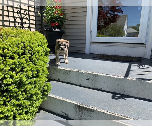 Medium Photo #1 Olde English Bulldogge Puppy For Sale in CRANSTON, RI, USA