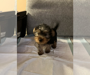 Yorkshire Terrier Puppy for sale in ROSEVILLE, MI, USA