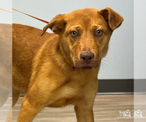 Retriever -Unknown Mix Dogs for adoption in Washington, DC, USA
