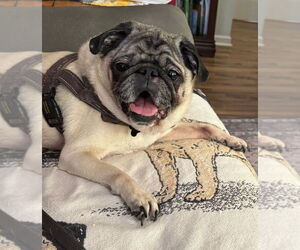 Pug Dogs for adoption in Elizabeth City, NC, USA
