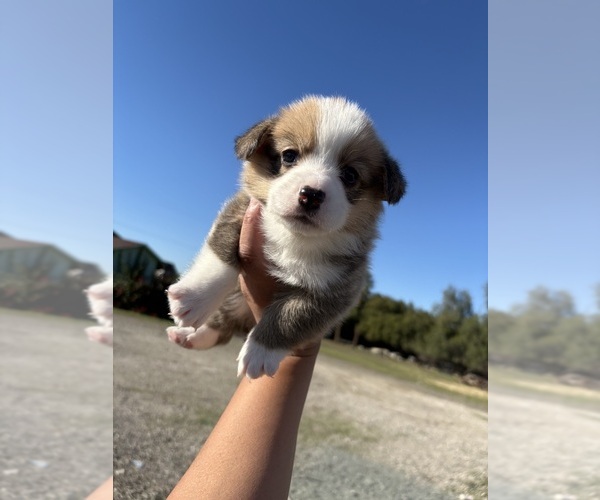 Medium Photo #1 Pembroke Welsh Corgi Puppy For Sale in OAKLEY, CA, USA