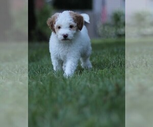Goldendoodle (Miniature) Puppy for sale in MISHAWAKA, IN, USA