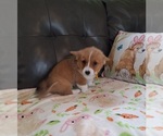 Small #3 Pembroke Welsh Corgi