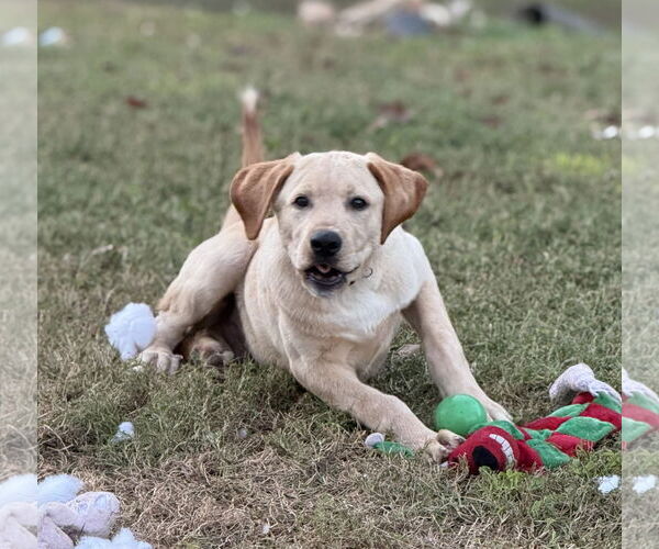 Medium Photo #3 Labralas Puppy For Sale in Attalka, AL, USA