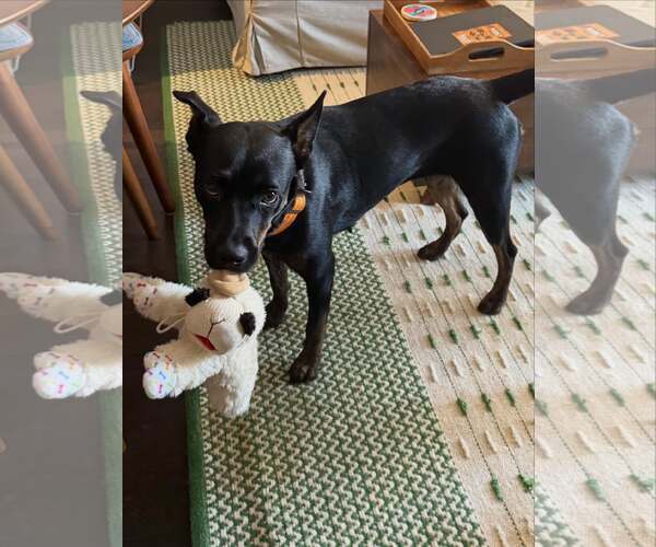 Medium Photo #9 Mutt Puppy For Sale in Houston, TX, USA