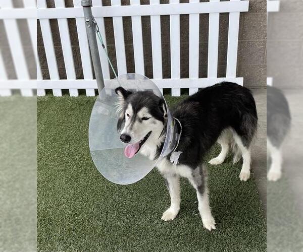 Medium Photo #1 Siberian Husky-Unknown Mix Puppy For Sale in Modesto, CA, USA