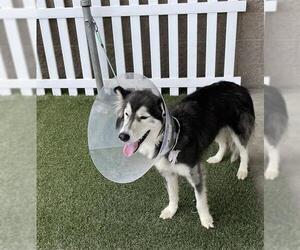 Siberian Husky-Unknown Mix Dogs for adoption in Modesto, CA, USA