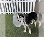 Small Siberian Husky Mix