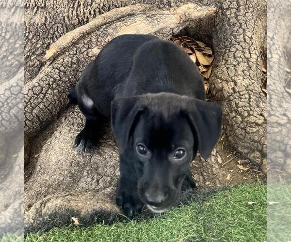 Medium Photo #3 Labrador Retriever-Unknown Mix Puppy For Sale in San Diego, CA, USA