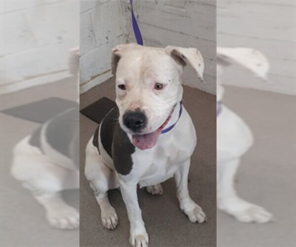 Medium Photo #1 Mutt Puppy For Sale in San Bernardino, CA, USA