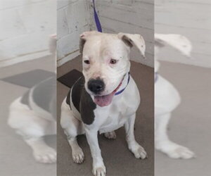 Mutt Dogs for adoption in San Bernardino, CA, USA