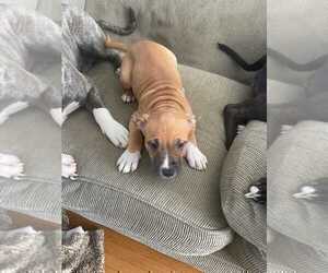 Medium American Pit Bull Terrier