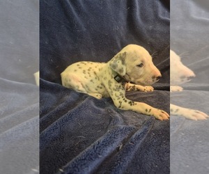 Medium Dalmatian