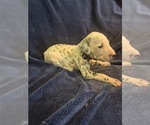 Puppy 4 Dalmatian
