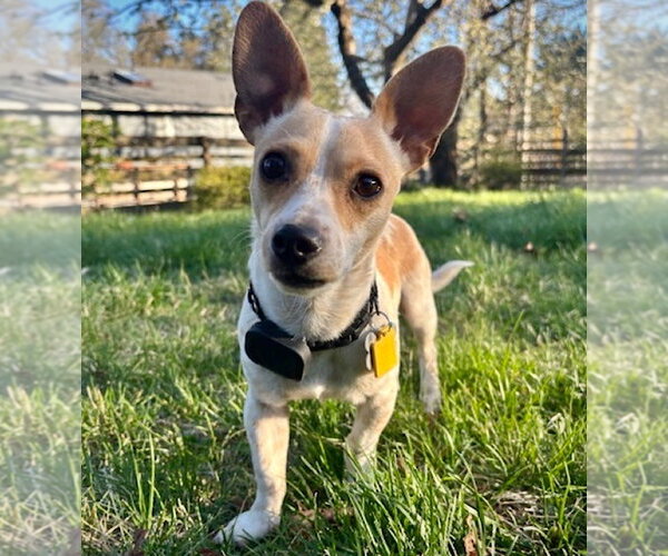Medium Photo #5 Rat Terrier-Unknown Mix Puppy For Sale in Atlanta, GA, USA