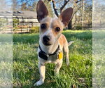 Small Photo #5 Rat Terrier-Unknown Mix Puppy For Sale in Atlanta, GA, USA