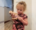 Small Photo #9 Golden Retriever Puppy For Sale in CHINO HILLS, CA, USA