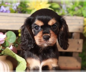 Cavalier King Charles Spaniel Puppy for sale in MOUNT VERNON, OH, USA