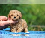 Small #7 Poodle (Toy)